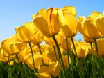 hoa tulip